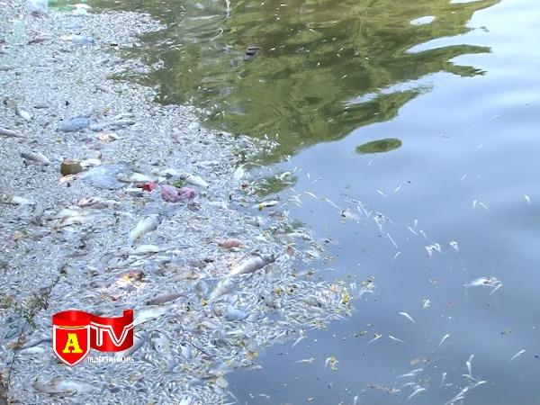 Huy động toàn lực lượng nhanh chóng khắc phục sự cố cá chết hàng loạt ở Hồ Tây