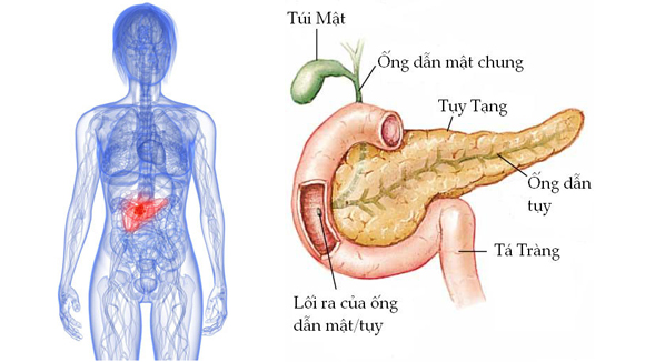 ảnh 1