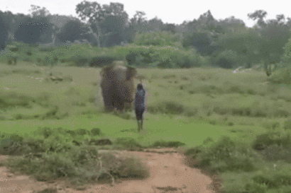Bị ném đá lúc vừa sinh, voi mẹ "nổi điên" giẫm chết người Bị ném đá lúc vừa sinh, voi mẹ "nổi điên" giẫm chết người