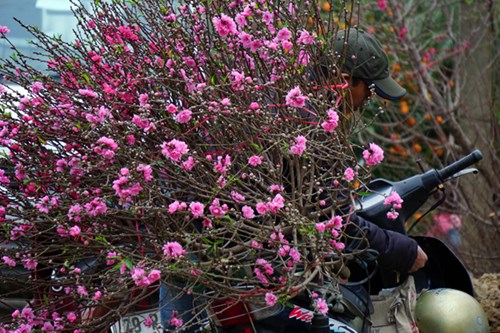 10 loại cây mang lộc vào nhà ngày Tết
